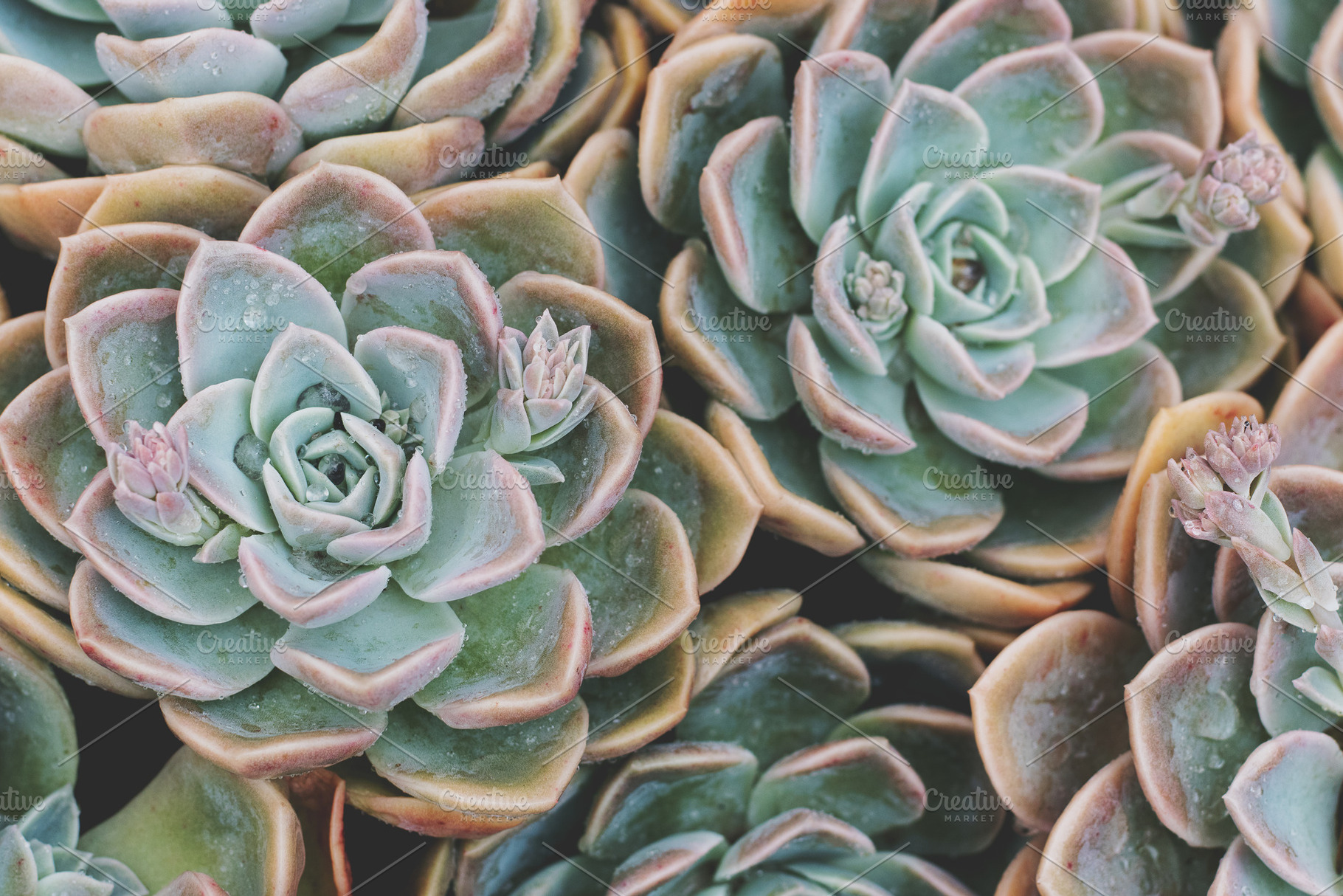 Aesthetic Rose Succulent Background, a Nature Photo by René Jordaan Photography