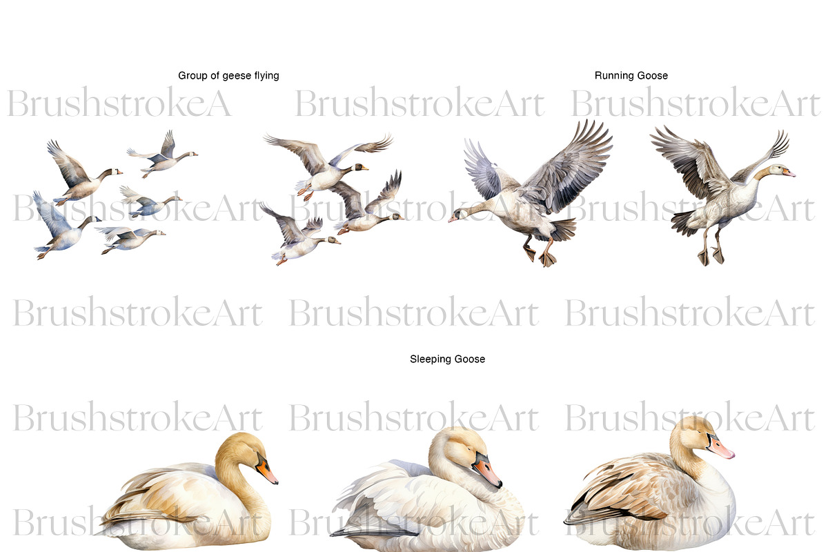 Watercolor Goose Clipart, Cute Geese, an Animal Illustration by BrushstrokeArtGB (Photo 4 of 9)