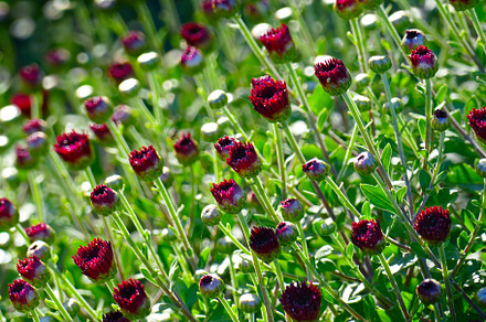 Red chrysanthemum flowers in flowerbed, a Nature Photo by Serg64