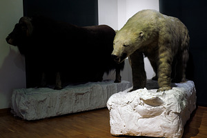 Ursus maritimus, Polar bear stuffed, an Animal Photo by Bepslabor