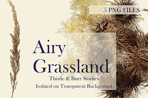 Airy Grassland — Thistle & Burr Stud