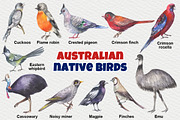 Australian native birds, an Illustration by FITALARTSNEDIGI (Thumbnail 2 of 10)
