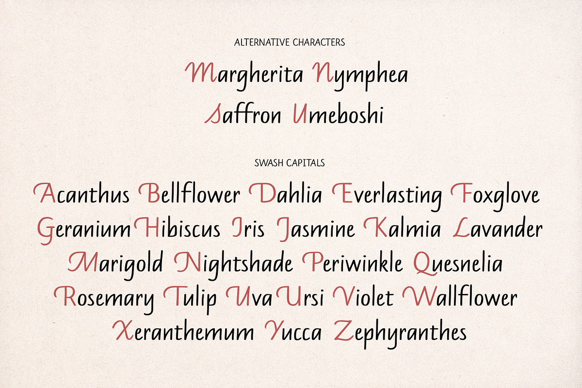 Mandys - Formal Handwritten Typeface, a Handwritten Font by ManuelRosin (Photo 13 of 13)