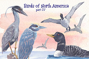 Birds of North America part 4, an Animal Illustration by Art & Things (Thumbnail 4 of 6)