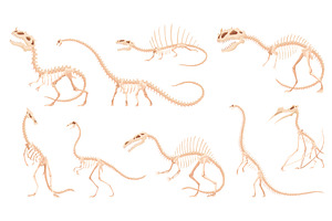 Dinosaur skeleton set. Dino, an Animal Illustration by Things for designers