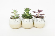 Succulent Photo Bundle, a Photo by Hudson Lark Studio (Thumbnail 5 of 8)
