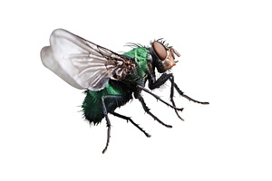 Common green bottle fly (Lucilia, an Animal Photo by Pakosta