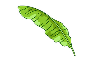 Illustration Of Banana Palm Leaf.