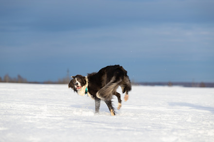 Dog border collie on a walk in winte featuring outdoor, animal, and dog, an Animal Photo by oleghz