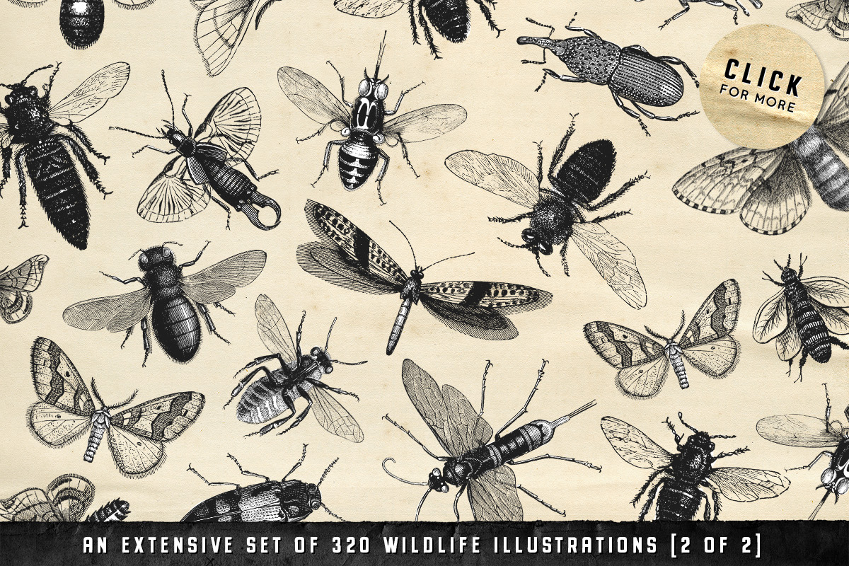 The Vintage Graphics Design Pack, a Decorative Illustration by Century Library (Photo 9 of 14)