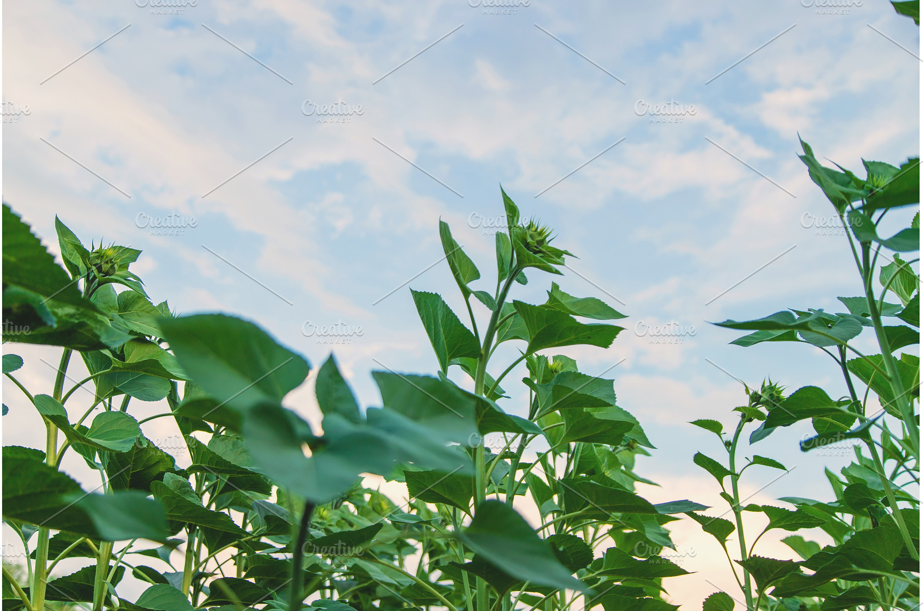 Field of sunflower buds. Selective, a Nature Photo by yanadjana