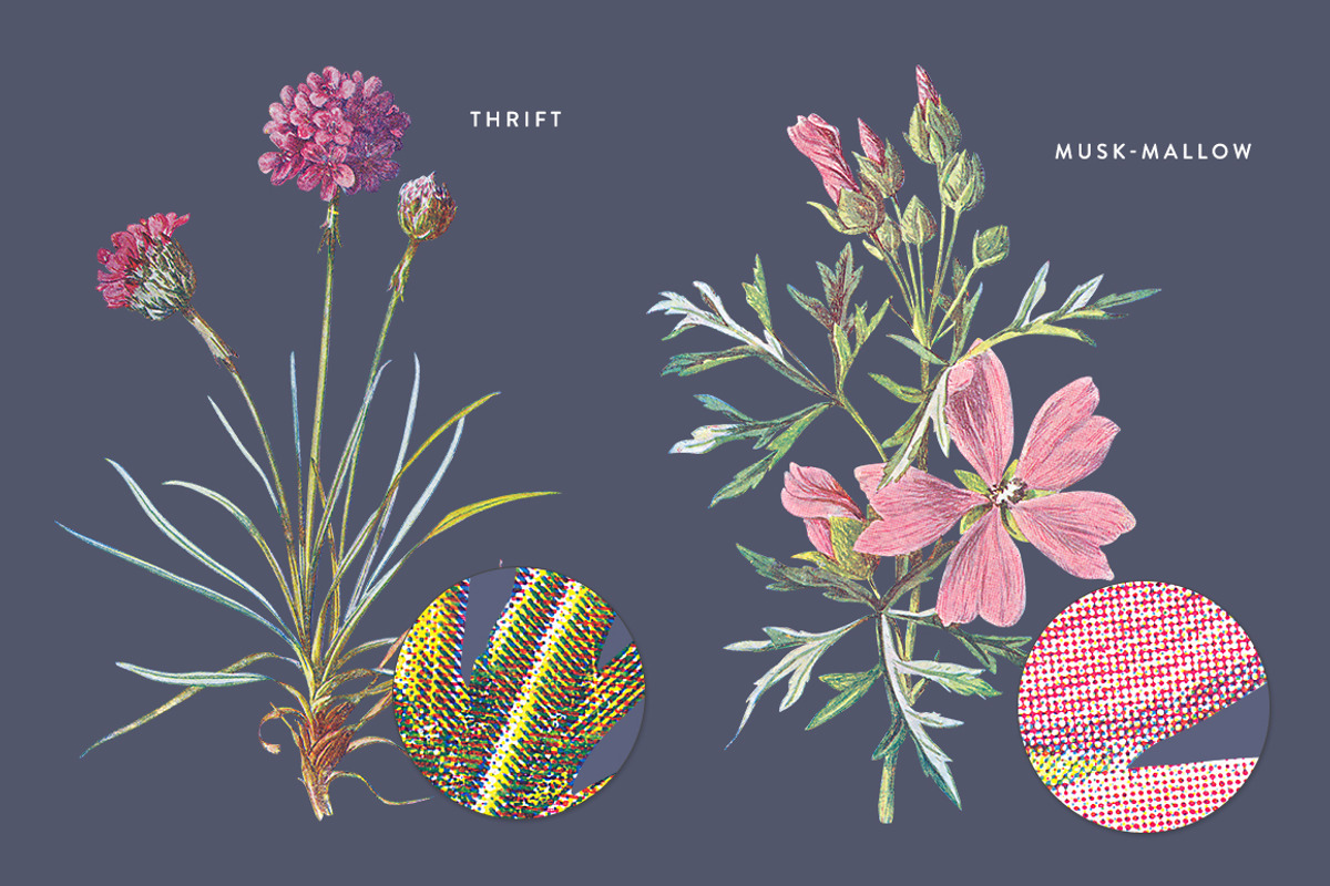 Vintage Flower Illustrations Bundle, an Illustration by Greta Ivy (Photo 20 of 62)