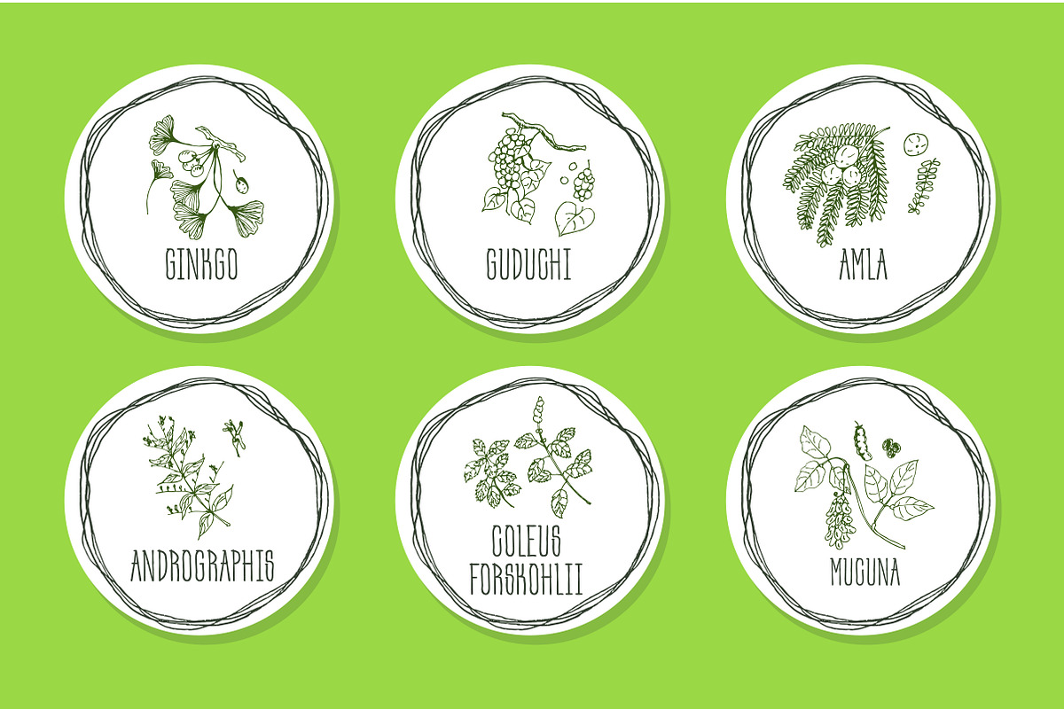 Ayurvedic Herb Collection, an Object Graphic by AV Design (Photo 2 of 5)