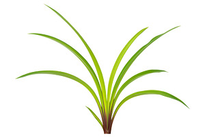 Green plant leaves, a Nature Photo by Vapi