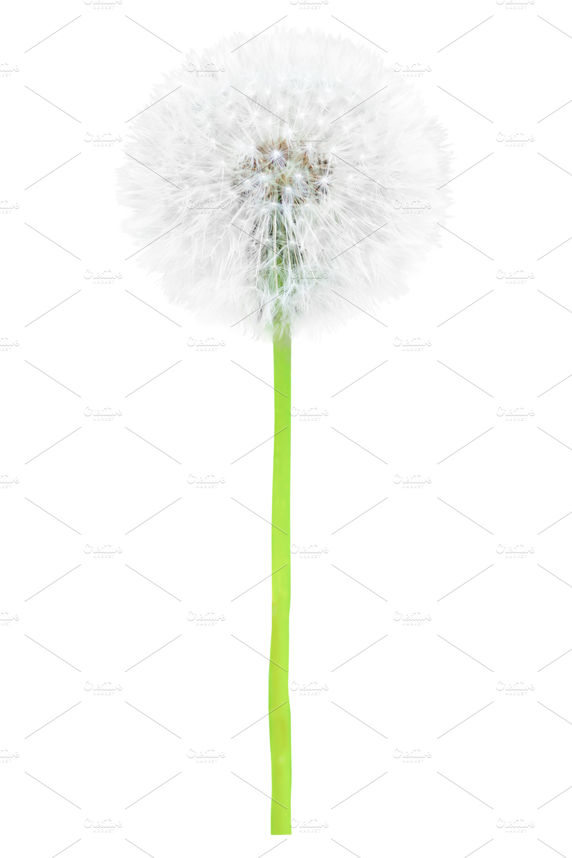 White dandelion flower, a Nature Photo by Vapi