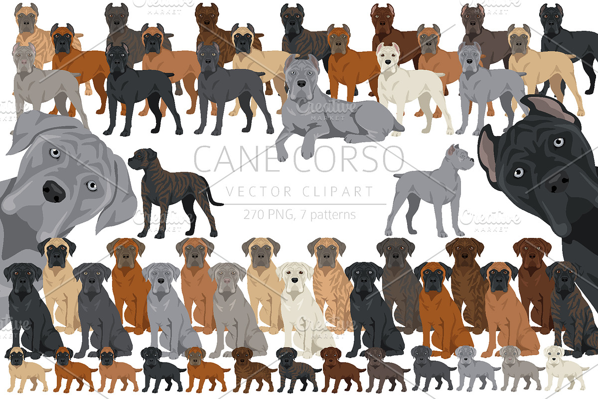 Cane Corso dog clip art, an Animal Illustration by pet design shop (Photo 1 of 9)