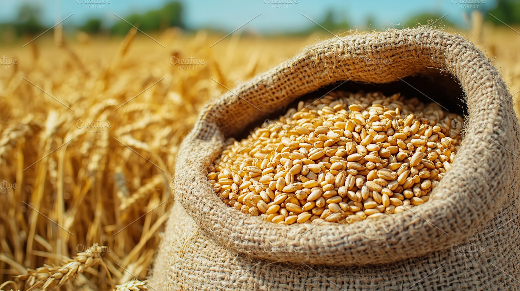 Vibrant wheat grains spilling from a burlap sack in a sunny field, a Photo by AlyaAnd