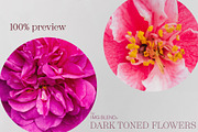 Dark toned flowers, stock photo set, a Photo by Imageblend (Thumbnail 6 of 6)