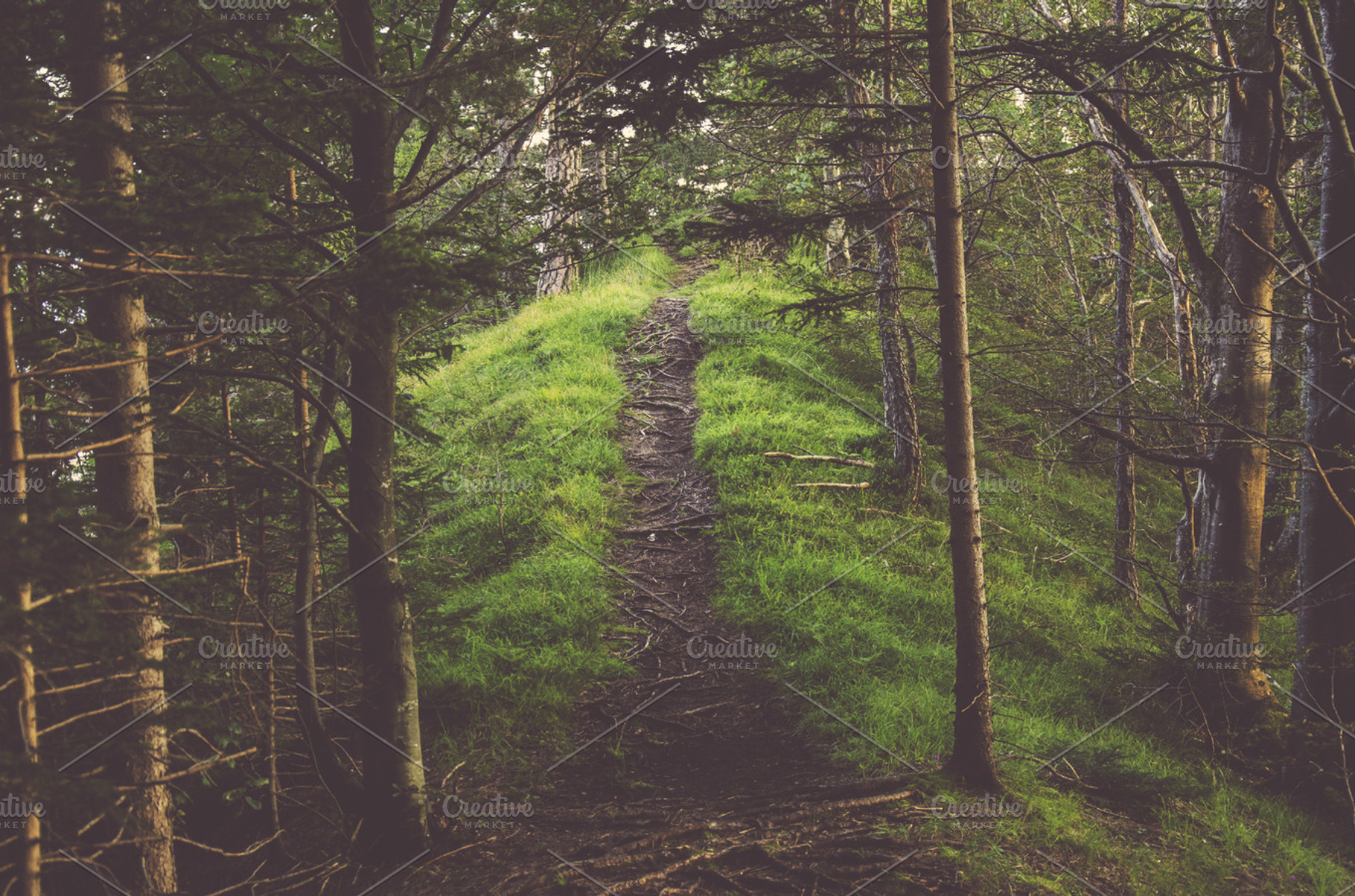 Path In The Forest Stock Photo Containing Forest And Path