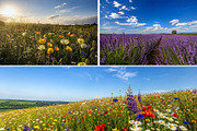 6 Wildflower Meadows and Blue Skies, a Nature Photo by Hamza067 (Thumbnail 2 of 2)