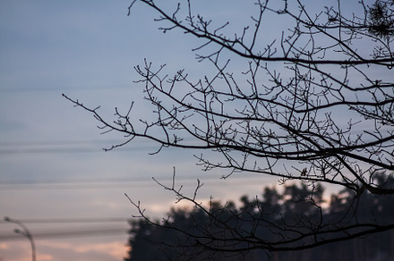 landscape silhouette pine branches against the sunset pink sky, a Nature Photo by TanaCh