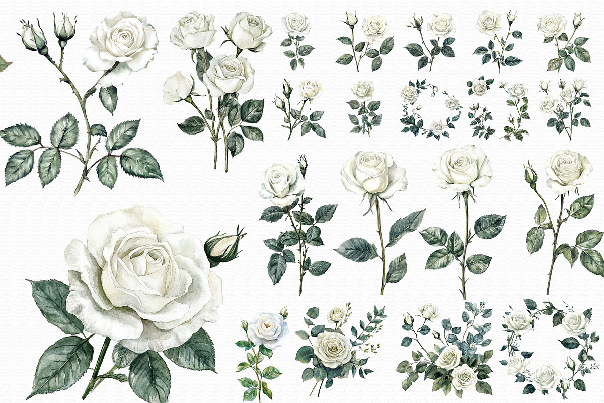 Watercolor White Roses Clipart, an Illustration by Libby Wishes (Photo 3 of 3)