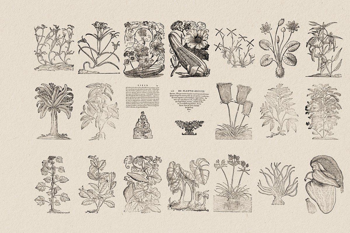 Botanical Illustrations Vol.3, an Illustration by Nomad Visuals