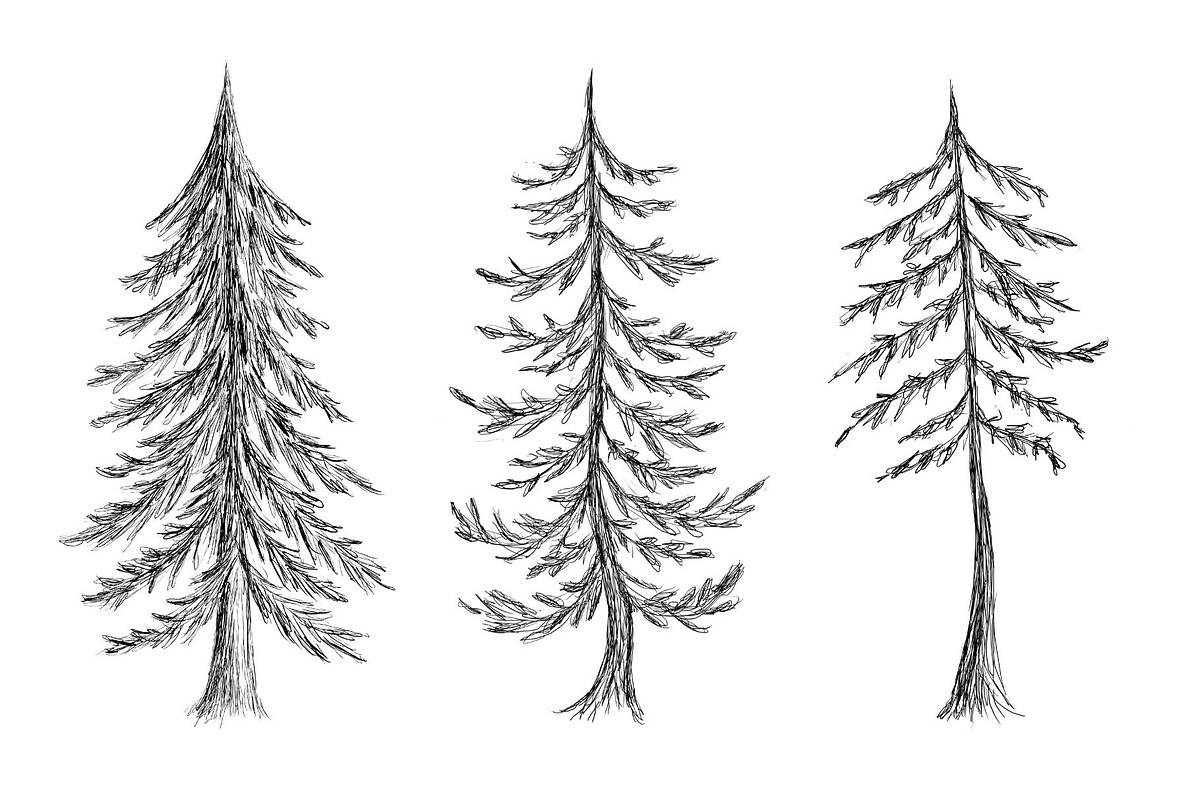 Hand Drawn Pine Trees, an Illustration by Dene Studios (Photo 4 of 6)