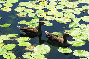 Two Geese with Lilypads Photograph
