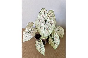 Caladium Strawberry Star . This, a Nature Photo by Nadzin