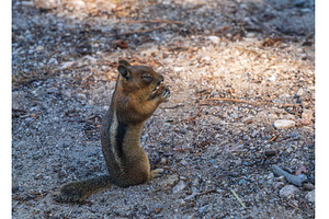 Ground squirrel with injured eye, an Animal Photo by Backyard Stock