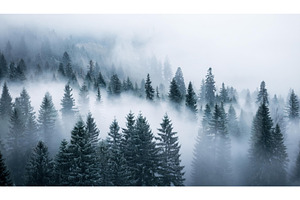 A foggy forest with tall trees and, a Nature Photo by Igor Tichonow