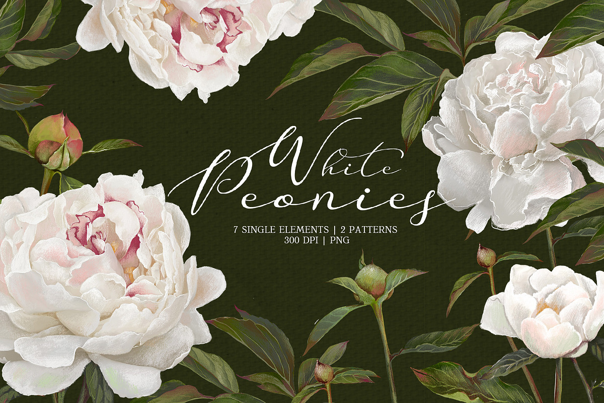 Peonies. Spring flower collection., an Object Graphic by RushkinaAntonina (Photo 1 of 5)