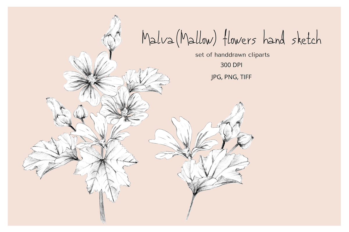 Malva (Mallow) Hand Sketches, an Object Graphic by VictoriaKStudio (Photo 1 of 8)