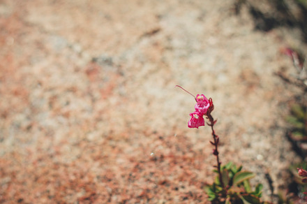 Burgundy Succulent preview 5