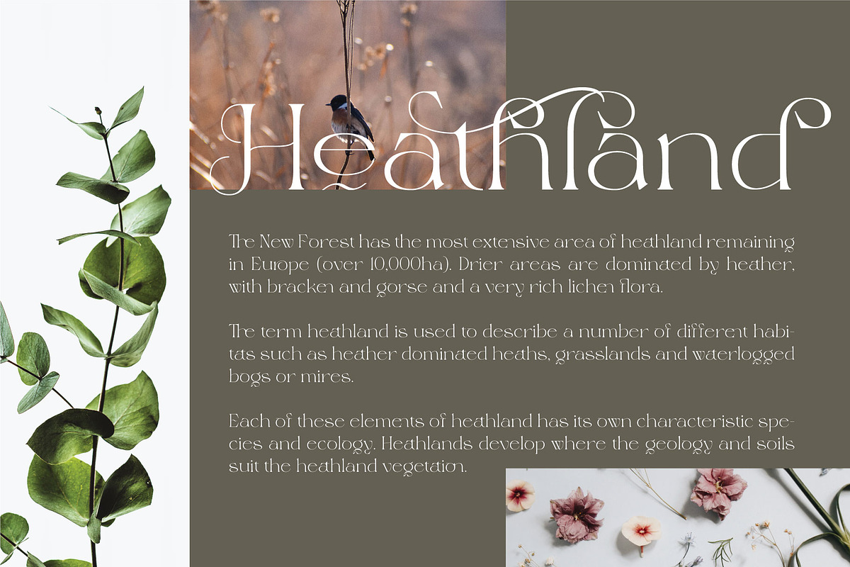 Magero Elegant Serif Font, a Serif Font by AuthenType (Photo 4 of 10)