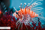 Underwater Photography Presets, a Plug-in Add-On by FixThePhoto (Thumbnail 9 of 32)