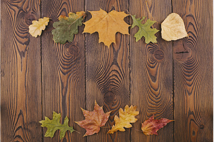 Autumn composition with colored dry, an Abstract Photo by Diary of impressions