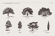 High Detail Tree Sketches Collection, an Object Graphic by TheMountBirdStudio (Thumbnail 4 of 7)