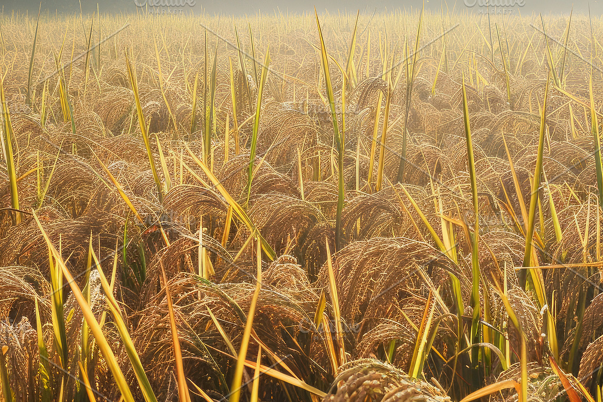 Golden Rice Field at Sunset, a Photo by LOGOCREATIVE (Photo 6 of 27)