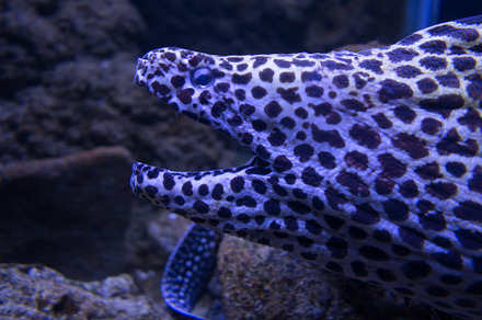 Moray eel in a coral reef, an Animal Photo by GoodGoods