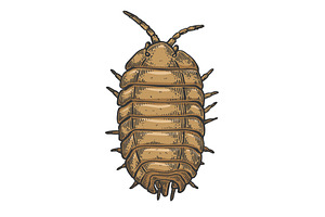 Wood Louse Insect Sketch Vector