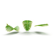 Palm branch, an Environmental 3D Model by AndrewWhite (Thumbnail 5 of 10)