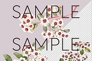Fragonia Australian Floral Clipart, a Decorative Illustration by Pawcasso's Portraits (Thumbnail 5 of 6)