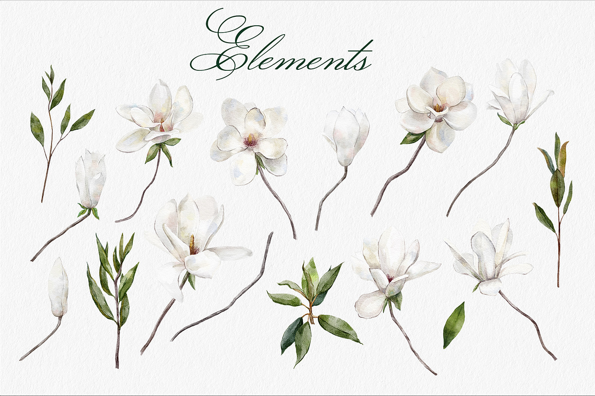 Watercolor white Magnolia flowers, a Decorative Illustration by mArtstore (Photo 2 of 8)