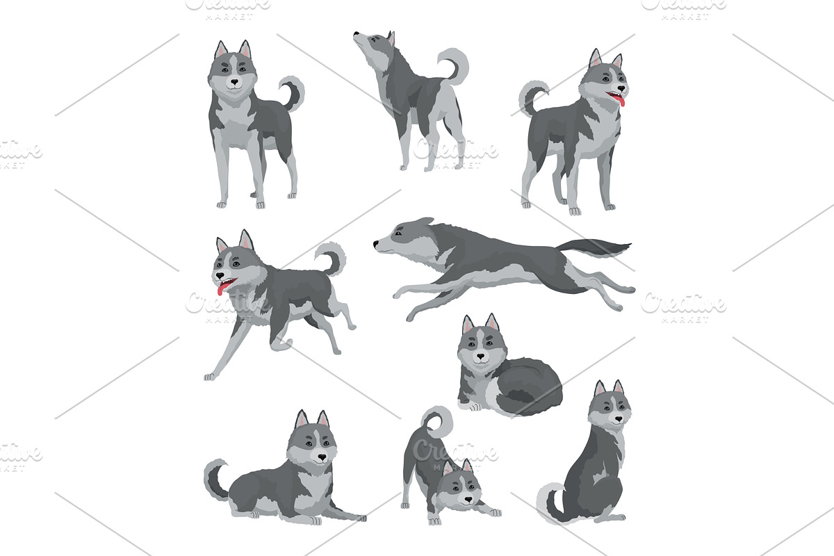 Cute gray wolf in different poses, an Animal Illustration by the8monkey