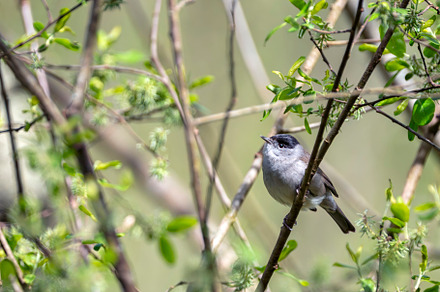 Male blackcap perched in a tree in spring., an Animal Photo by CreativePhotoSpain