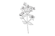 St. John's Wort Wild Plant Drawing, an Object Illustration by patrimonio (Thumbnail 1 of 3)