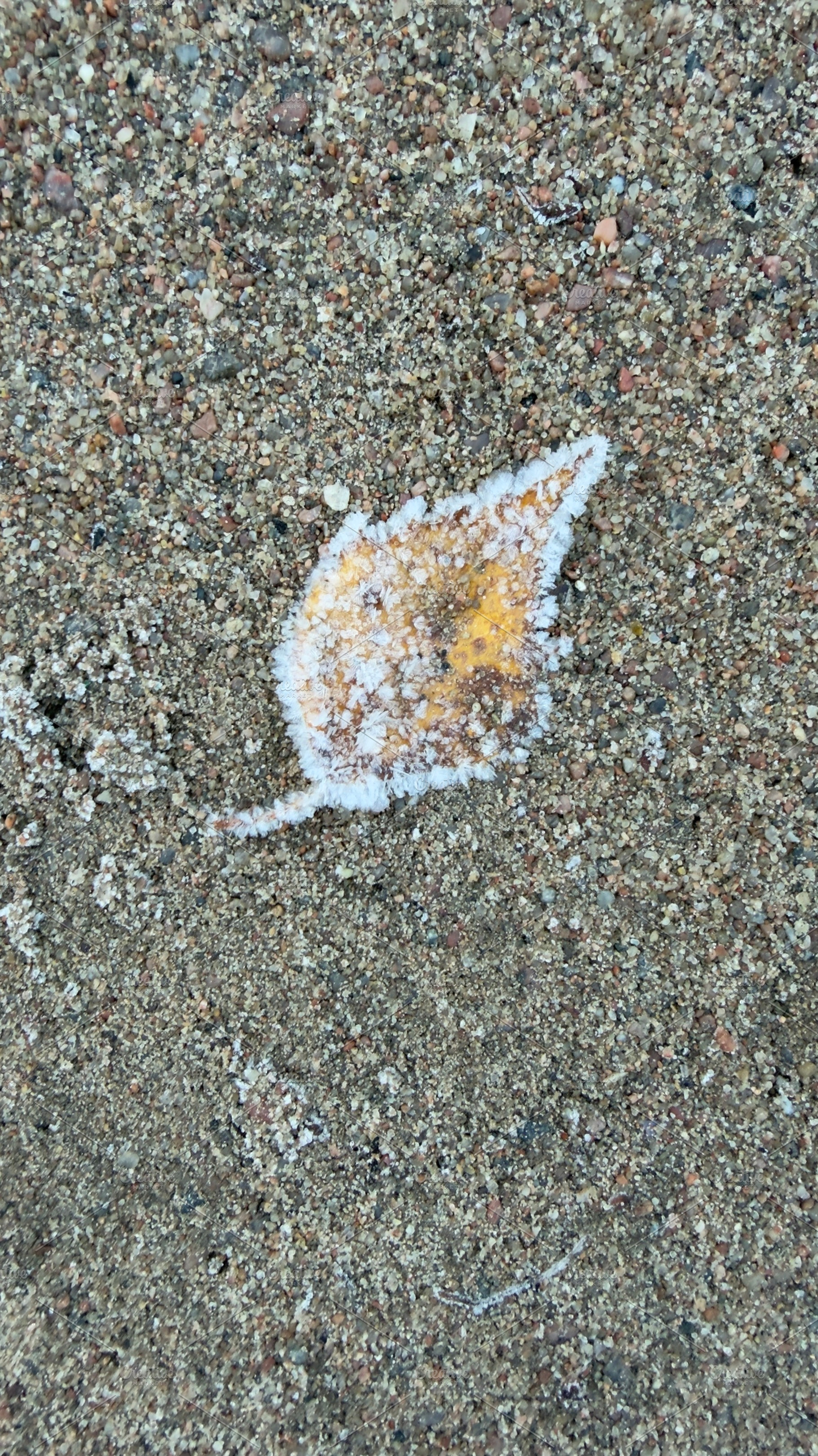 A leaf shape outlined in white on a sandy surface, with a hint of yellow in the, a Nature Photo by Textures & Backgrounds