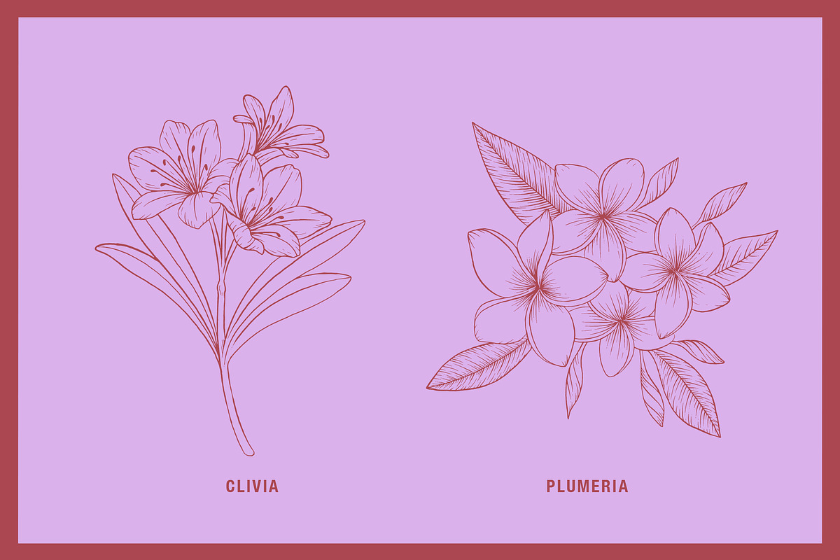 Vintage Tropical Flora Illustrations, an Object Illustration by Jaclyn Caris (Photo 3 of 15)